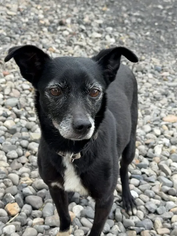 Pies do adopcji, Pieczyska, 17 kwietnia 2026 (5/5)