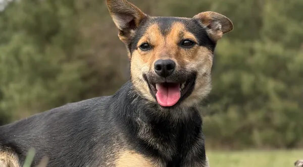 Pies do adopcji, Pieczyska, 17 kwietnia 2026 (1/5)