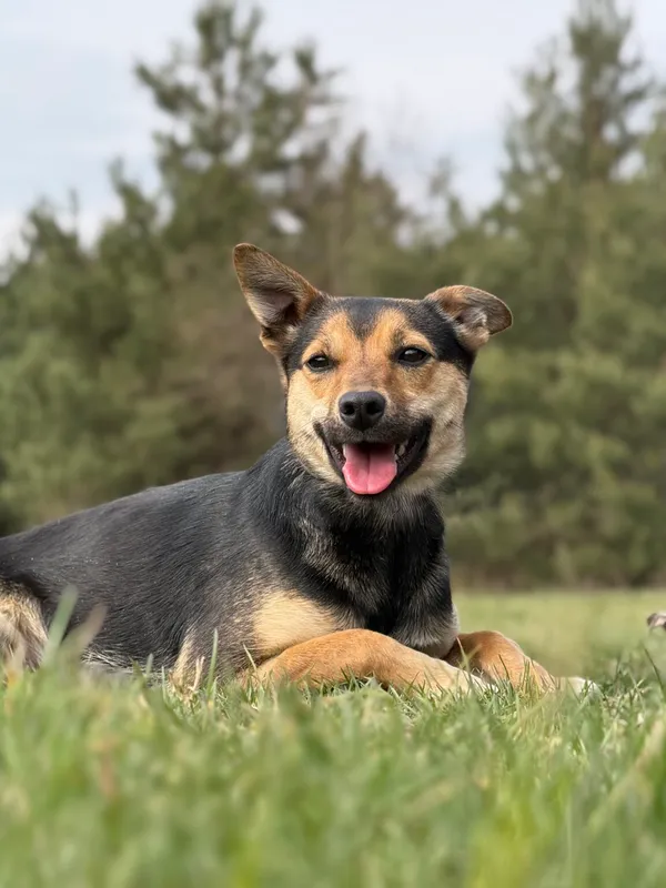 Pies do adopcji, Pieczyska, 17 kwietnia 2026 (2/5)