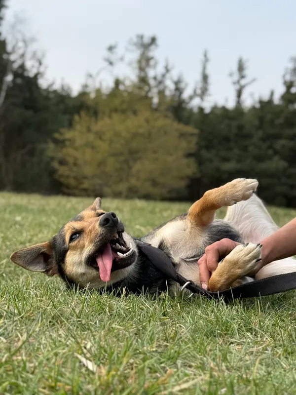 Pies do adopcji, Pieczyska, 17 kwietnia 2026 (3/5)