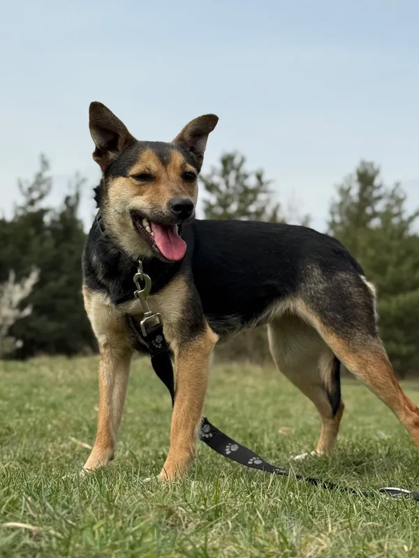 Pies do adopcji, Pieczyska, 17 kwietnia 2026 (4/5)