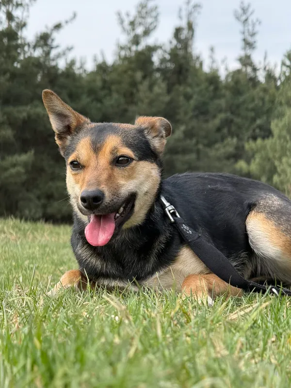 Pies do adopcji, Pieczyska, 17 kwietnia 2026 (5/5)