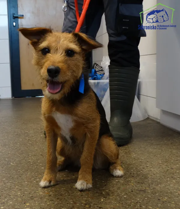 Znaleziono psa, Szczecin, 17 kwietnia 2026