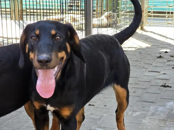 Pies do adopcji, Gorzów Wielkopolski, 17 kwietnia 2026