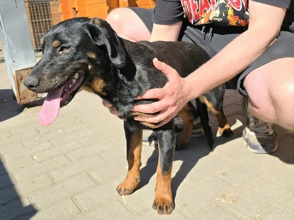 Pies do adopcji, Gorzów Wielkopolski, 17 kwietnia 2026