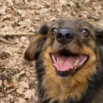 Pies do adopcji
