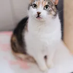 Kot do adopcji