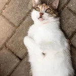 Kot do adopcji