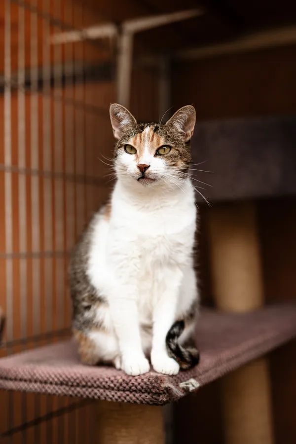 Kot do adopcji, Częstochowa, 2 października 2025 (4/5)
