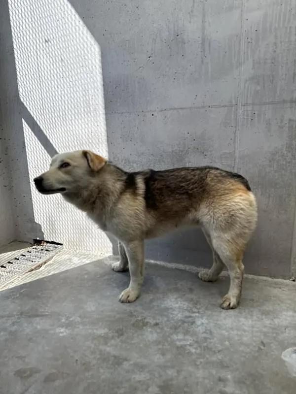 Znaleziono psa, Lublin, 17 kwietnia 2026