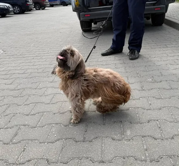 Znaleziono psa, Lublin, 17 kwietnia 2026