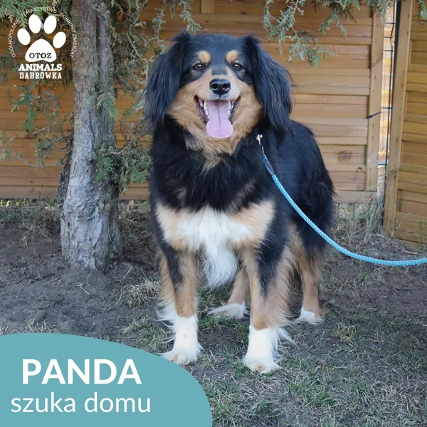 Pies do adopcji, Dąbrówka, 17 kwietnia 2026 (1/4)