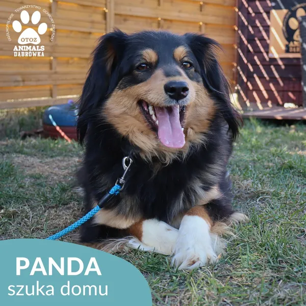 Pies do adopcji, Dąbrówka, 17 kwietnia 2026 (2/4)