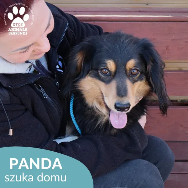 Pies do adopcji, Dąbrówka, 17 kwietnia 2026 (3/4)