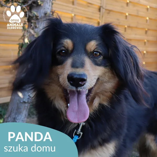 Pies do adopcji, Dąbrówka, 17 kwietnia 2026 (4/4)