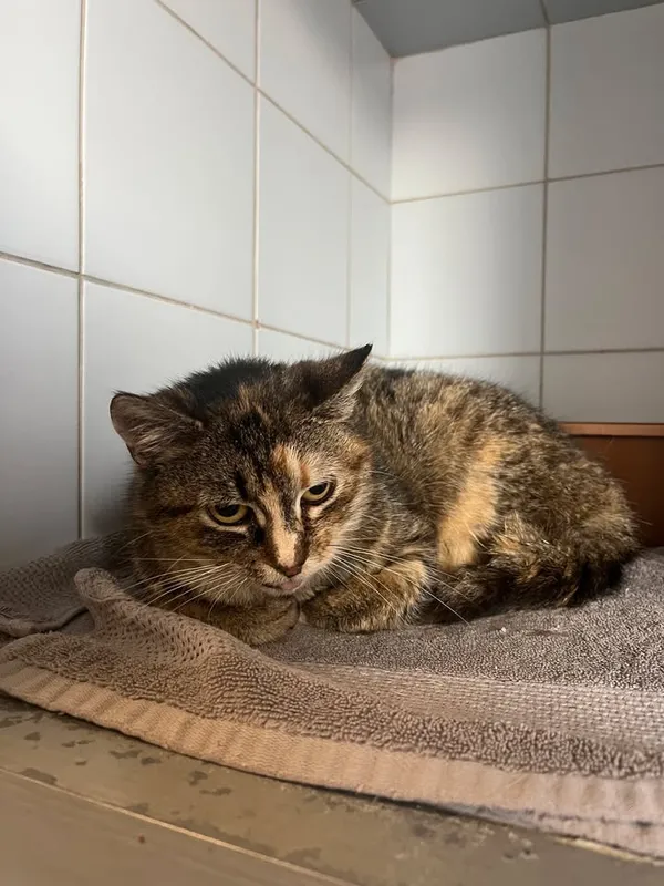 Znaleziono kota, Lublin, 16 kwietnia 2026