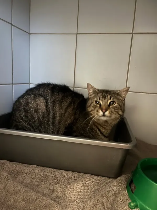 Znaleziono kota, Lublin, 16 kwietnia 2026