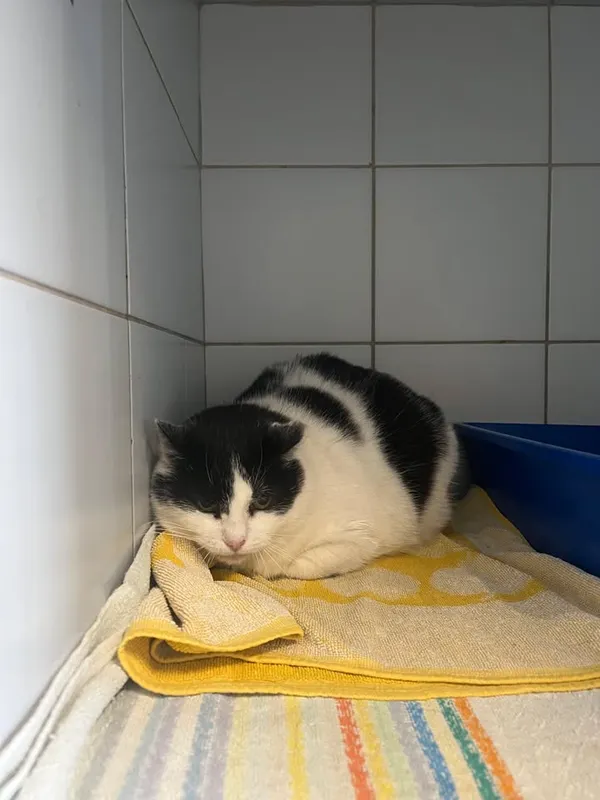 Znaleziono kota, Lublin, 17 kwietnia 2026