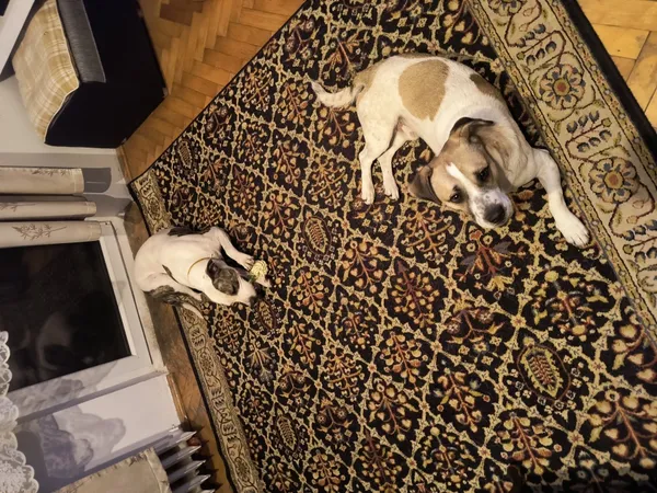 Zaginął pies, Łódź, 17 kwietnia 2026