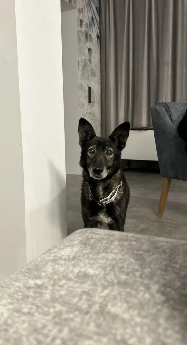 Zaginął pies, Łódź, 17 kwietnia 2026