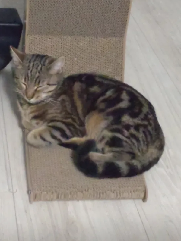 Zaginął kot, Łódź, 17 kwietnia 2026