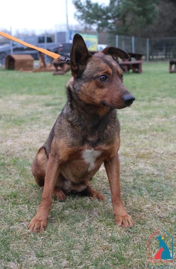 Pies do adopcji, Grudziądz, 7 kwietnia 2026