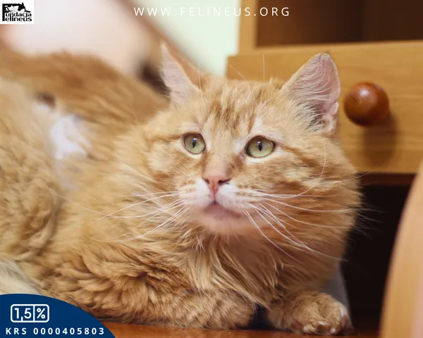 Kot do adopcji, Malawa, 18 kwietnia 2026 (4/6)