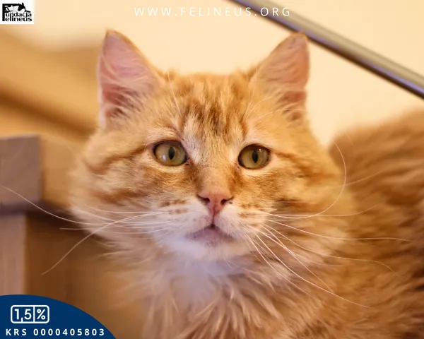 Kot do adopcji, Malawa, 18 kwietnia 2026 (5/6)