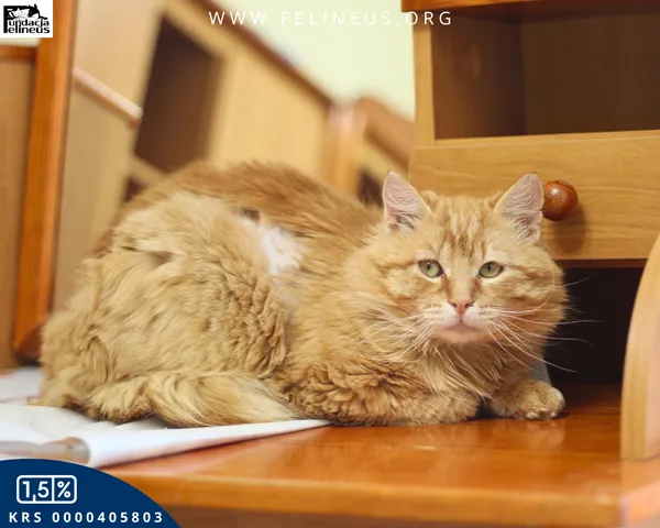 Kot do adopcji, Malawa, 18 kwietnia 2026 (6/6)