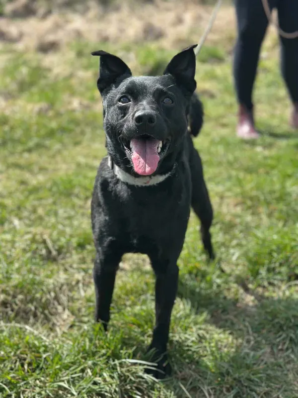 Pies do adopcji, Żywiec, 17 kwietnia 2026 (1/5)