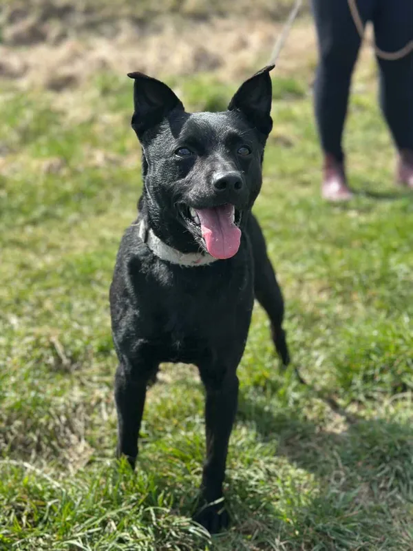 Pies do adopcji, Żywiec, 17 kwietnia 2026 (2/5)