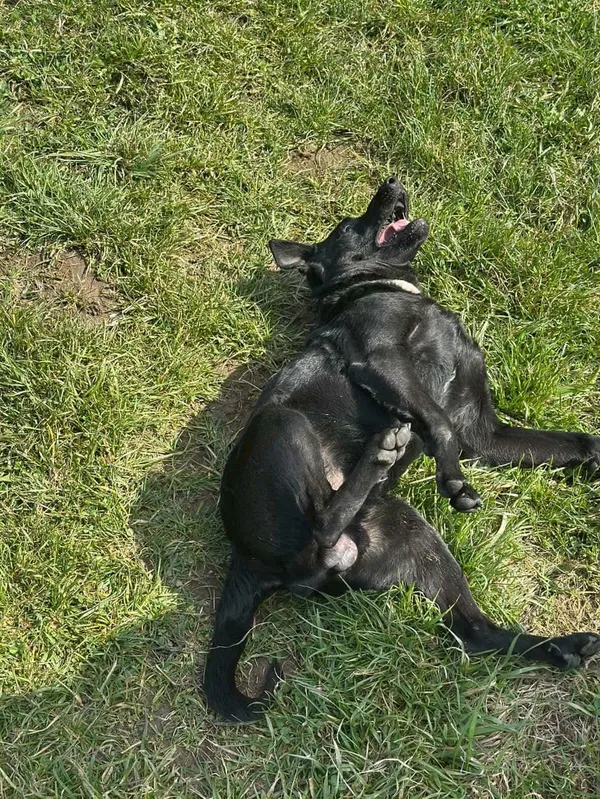 Pies do adopcji, Żywiec, 17 kwietnia 2026 (4/5)