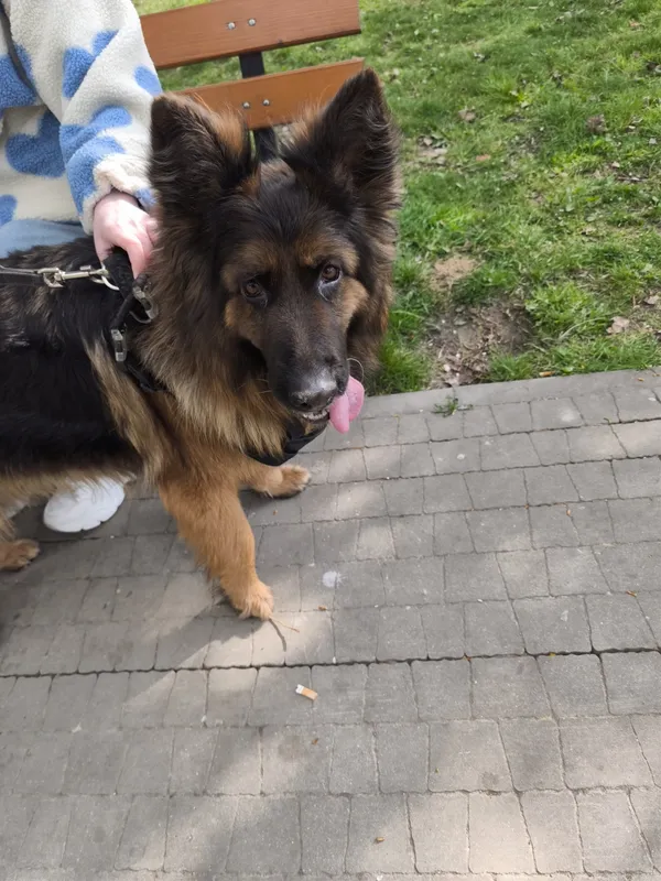 Znaleziono psa, Łódź, 17 kwietnia 2026