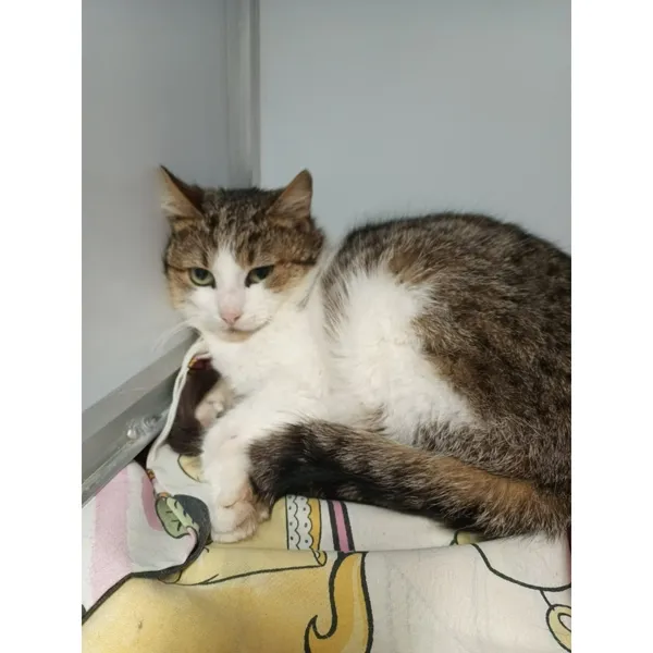 Znaleziono kota, Białystok, 17 kwietnia 2026