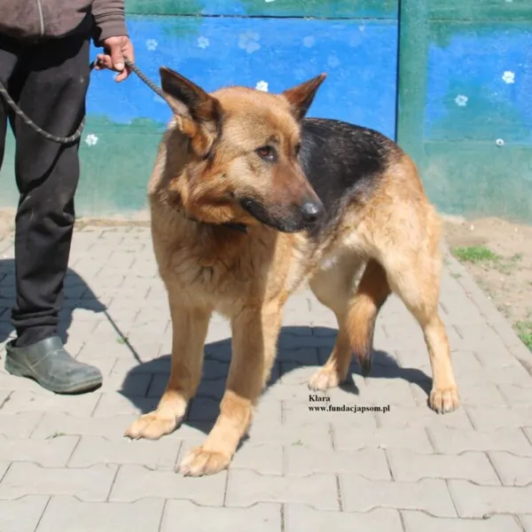 Pies do adopcji, Nowy Dwór Mazowiecki, 18 kwietnia 2026 (2/5)