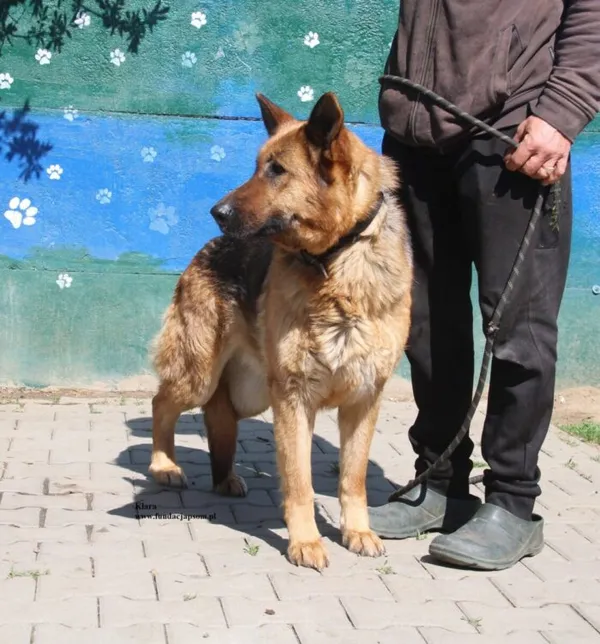 Pies do adopcji, Nowy Dwór Mazowiecki, 18 kwietnia 2026 (3/5)