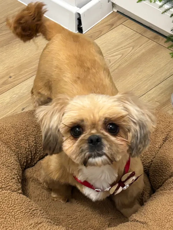 Zaginął pies, Łążynek, 19 kwietnia 2026 (1/4)