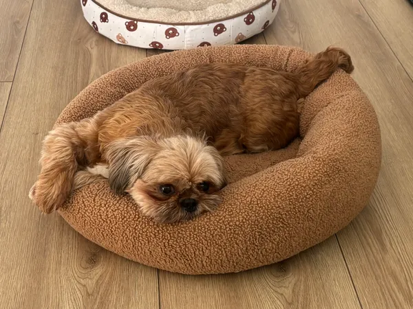 Zaginął pies, Łążynek, 19 kwietnia 2026 (2/4)