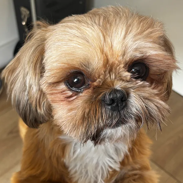 Zaginął pies, Łążynek, 19 kwietnia 2026 (3/4)