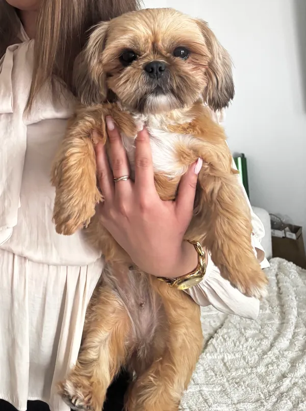 Zaginął pies, Łążynek, 19 kwietnia 2026 (4/4)