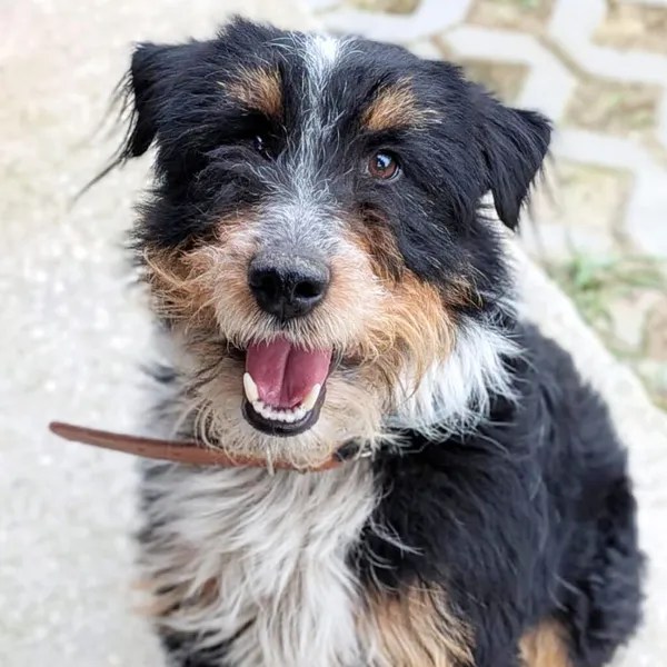 Pies do adopcji, Korabiewice, 19 kwietnia 2026 (1/3)