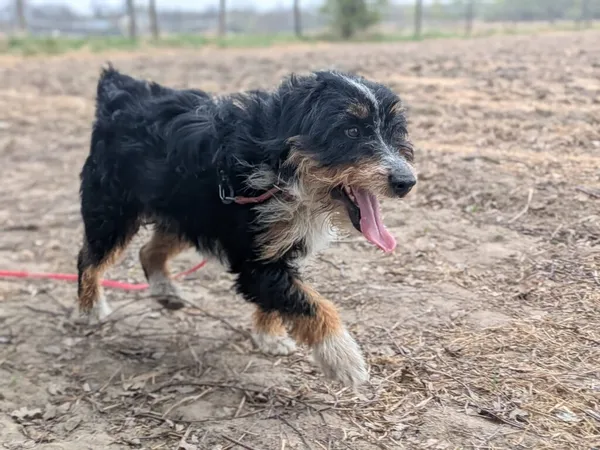 Pies do adopcji, Korabiewice, 19 kwietnia 2026 (2/3)