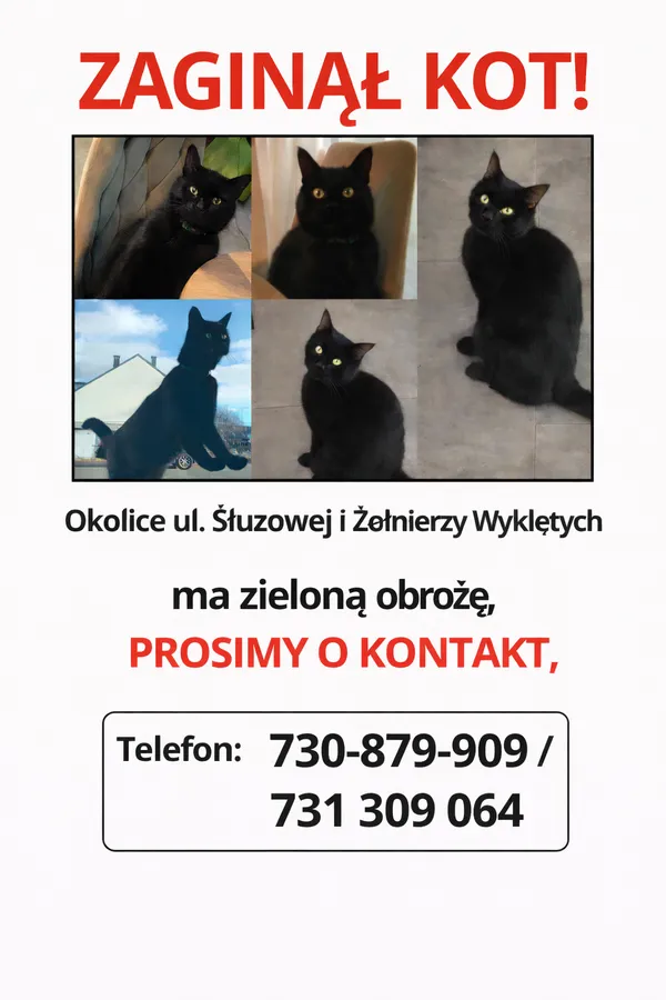 Zaginął kot, Bolesławiec, Zabobrze, 19 kwietnia 2026