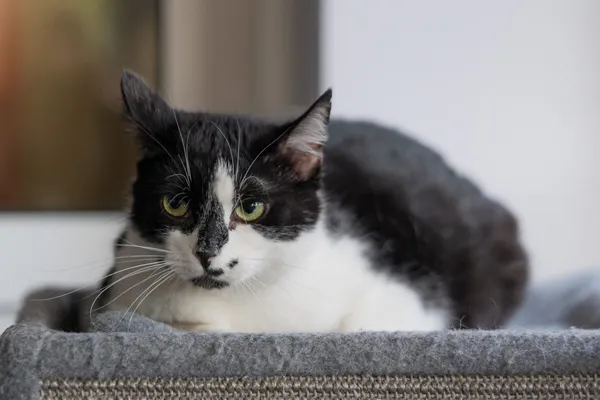 Kot do adopcji, Zgierz, 18 kwietnia 2026 (2/4)