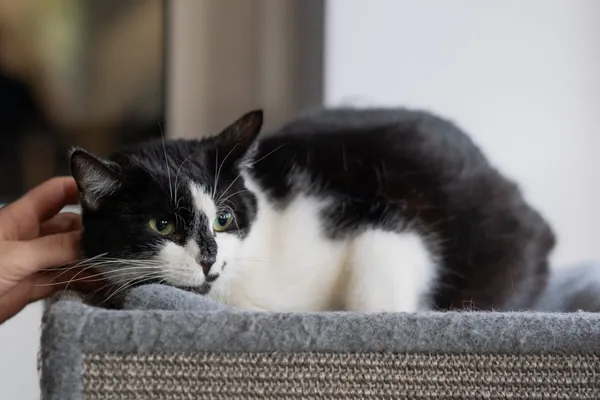 Kot do adopcji, Zgierz, 18 kwietnia 2026 (4/4)