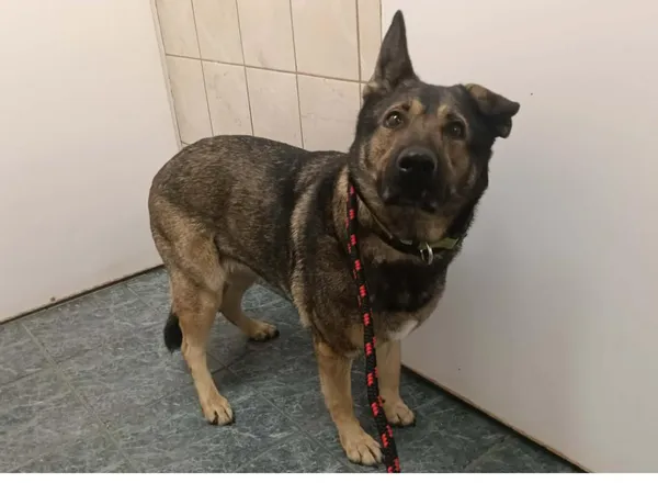 Znaleziono psa, Toruń, 16 kwietnia 2026