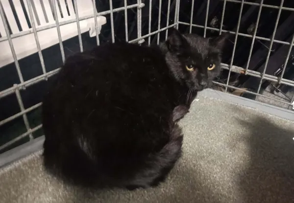 Znaleziono kota, Toruń, 16 kwietnia 2026