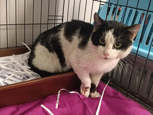 Znaleziono kota, Toruń, 15 kwietnia 2026