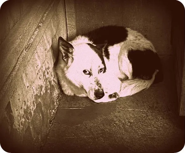 Pies do adopcji, Zgierz, 18 kwietnia 2026 (1/2)