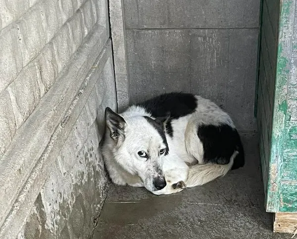 Pies do adopcji, Zgierz, 18 kwietnia 2026 (2/2)